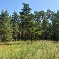 Природа острова "Коневец"... :: Наталия Павлова