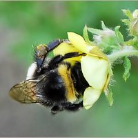 «Ушёл в работу с головой» :: Aquarius - Сергей