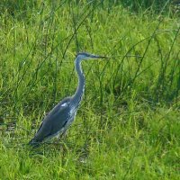 серая цапля :: gawrilа - dan серая цапля :: gawrilа - dan