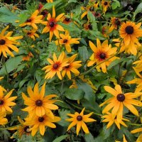 Август в ярких красках. :: Ольга 