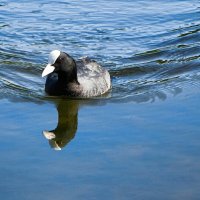 Лысуха. :: Милешкин Владимир Алексеевич 