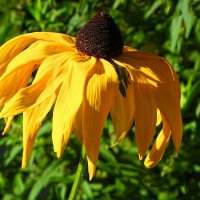 Цветы августа :: Милешкин Владимир Алексеевич 