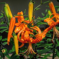 *** :: Виктор Иванович Чернюк *** :: Виктор Иванович Чернюк