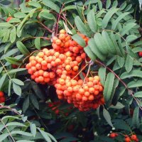 Уж дышит Август сентябрём! :: Елена Хайдукова ( Elena Fly ) Уж дышит Август сентябрём! :: Елена Хайдукова ( Elena Fly )