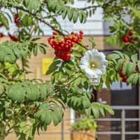 Расцвела рябина под моим окном :: Валерий Иванович