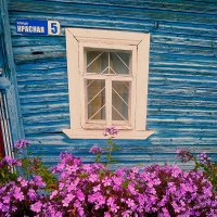 Цветы под окном :: Сергей Кочнев