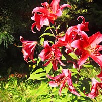 Август...Цветут у Храма огненные лилии! :: Владимир 