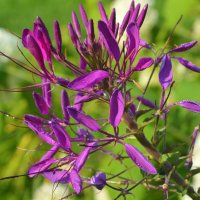 Легкомысленная клеома :: Татьяна Лютаева