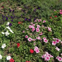 Городские цветы :: Андрей Хлопонин