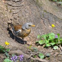 Дрозд рябинник :: Константин Анисимов