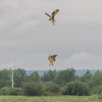 сова болотная. :: юрий макаров сова болотная. :: юрий макаров