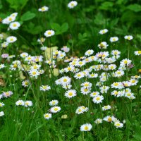 Лето в Ботаническом... Июнь. :: Наташа *****