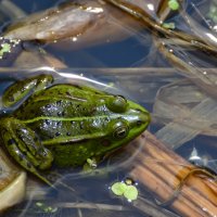 Лето в Ботаническом... Июнь. :: Наташа ***** Лето в Ботаническом... Июнь. :: Наташа *****