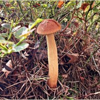 Золотистый. :: Валерия Комова Золотистый. :: Валерия Комова