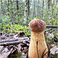 Золотистый боровичок. :: Валерия Комова