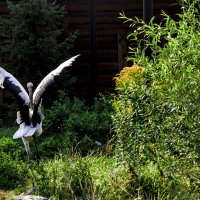 МАДАМ, дайте познакомься :: Владимир Максимов МАДАМ, дайте познакомься :: Владимир Максимов