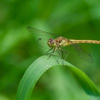 На отдыхе.... :: Sergey (Apg)