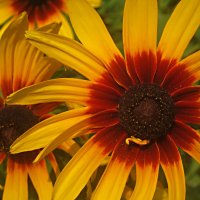 Солнечный :: Елена Семигина