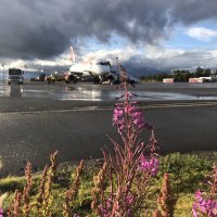 Иван чай. Природа рядом. :: Alexey YakovLev