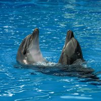 Дельфинарий в поселке Небуг :: Игорь Сикорский Дельфинарий в поселке Небуг :: Игорь Сикорский