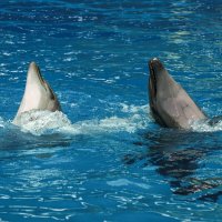 Дельфинарий в поселке Небуг :: Игорь Сикорский