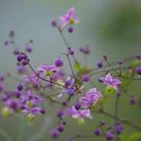 Василистник Делавея :: Иван Литвинов