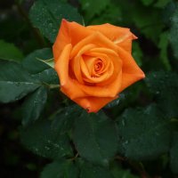 Оранжевая роза  Мохана :: Валентин Семчишин