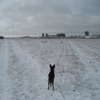 Вот и снег :: Anna Ivanova