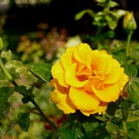 Роза :: Лютый Дровосек Роза :: Лютый Дровосек