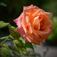 Розовая роза. :: юрий Амосов