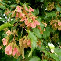 Украшенный клён... :: Мария Васильева