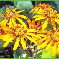 Бузульник зубчатый в саду. :: Ольга Довженко