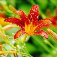 ПОСЛЕ ДОЖДЯ... :: Elvira E. 