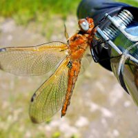 Прокачусь с ветерком... :: Константин Штарк