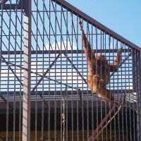 НАД_ГАМАКОМ :: Сергей Янович Микк