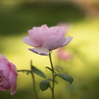 **** :: Светлана Попова