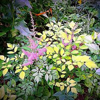 Цветы. :: Владимир Драгунский Цветы. :: Владимир Драгунский