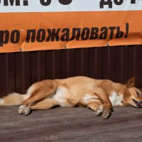 *** :: Валерий Михмель 