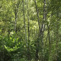 Лесная прогулка... :: Freddy 97