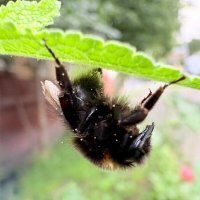 Сон шмеля :: mvictoriya 