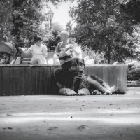 Как же жарко! (чб) :: Сергей Царёв