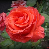 О розах августа... :: Андрей Заломленков