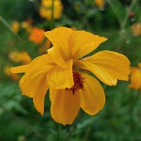 Под дождём :: Валентина Богатко 