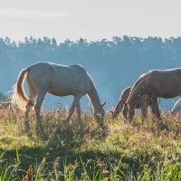 Летний выгул. :: Виктор Евстратов Летний выгул. :: Виктор Евстратов