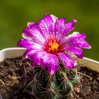 Телокактус биколор :: Николай Зиновьев