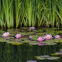 Розовые кувшинки. :: Сергей Фомичев