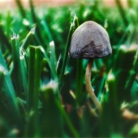 Грибы в городе :: AZ east3