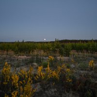 луна над лесом :: сергей 