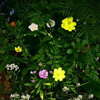 Летние этюды 77 :: Алексей Кузнецов