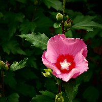 Летние этюды 80 :: Алексей Кузнецов